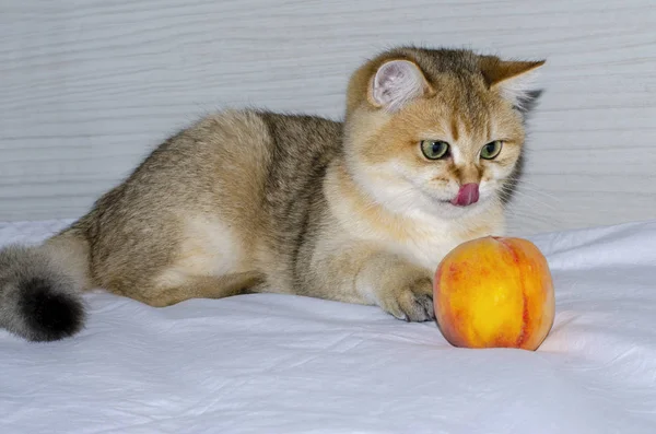 Lindo gatito británico mira cuidadosamente a un melocotón jugoso brillante y —  Fotos de Stock