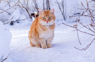 Güzel kızıl saçlı yeşil gözlü kedi bir güneş üzerinde karda oturan