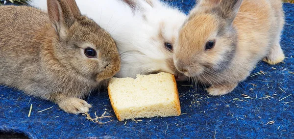 Three cute fluffy rabbits eat a slice of bread close-up