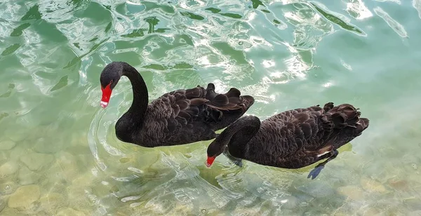 Coppia Cigni Neri Innamorati Nuotare Nel Lago Uccelli Acquatici Ambiente — Foto Stock