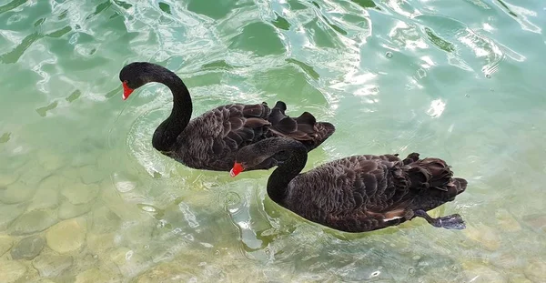 Paio Cigni Neri Innamorati Nuotano Nel Lago Uccelli Acquatici Ambiente — Foto Stock