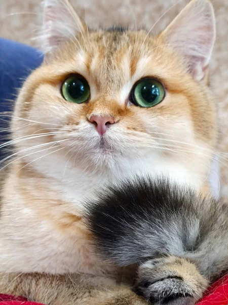 고양이는 콧수염 황금색 — 스톡 사진