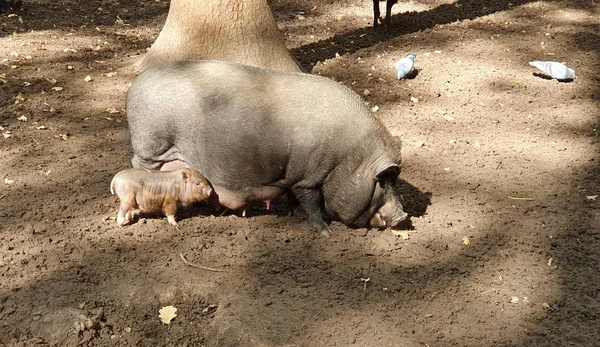 大猪和它的小宝宝在农场 农业和动物生活中的小猪 — 图库照片