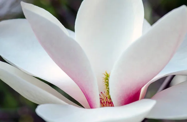 Тонкий Розовый Весенний Магнолия Цветок Крупным Планом Деликатная Открытка Природы — стоковое фото
