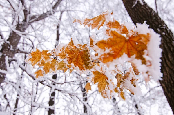 Feuilles d'érable orange vif recouvertes de neige blanche, givre d'hiver — Photo