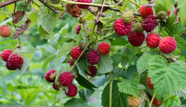 Ahududu dalı. Kızıl çalı.