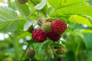 Ahududu dalı. Kızıl çalı.