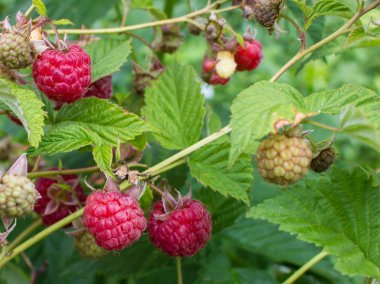 Ahududu dalı. Kızıl çalı.