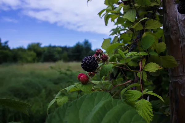 A branch of black raspberries. Crimson bush.
