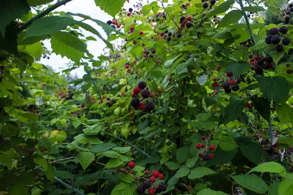 Branch Black Raspberries Crimson Bush — Stock Photo, Image