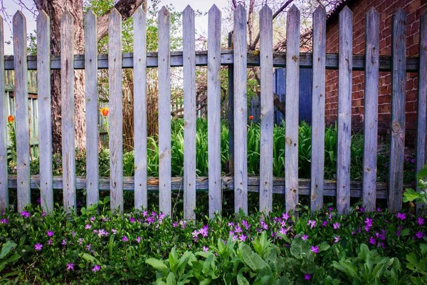 フェンスの下のライラックの花、紫色、ペリウィンクル — ストック写真