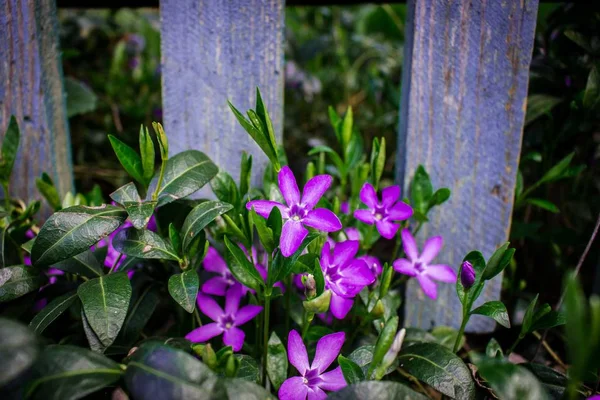 フェンスの下のライラックの花、紫色、ペリウィンクル — ストック写真