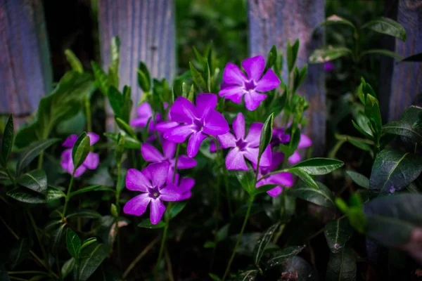 Lilac flowers under the fence, purple color, periwinkle — Stock Photo, Image
