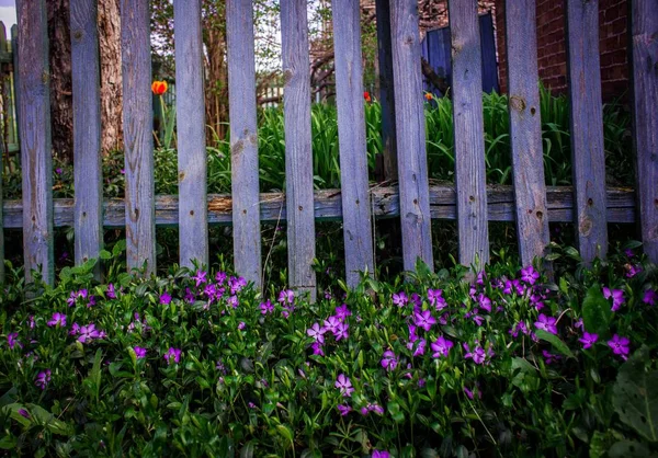 lilac flowers under the fence, purple color, periwinkle