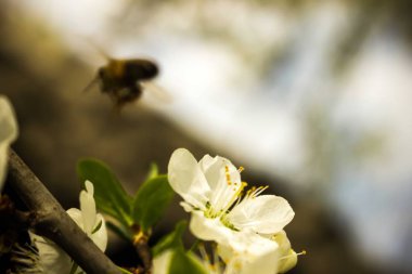  beyaz bahar çiçekleri, erik çiçeği