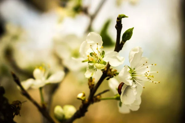 white spring flowers, plum blossom