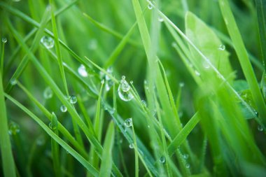 Çiy damlaları ile taze yeşil çimen