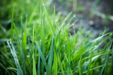 Çiy damlaları ile taze yeşil çimen