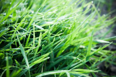 Çiy damlaları ile taze yeşil çimen