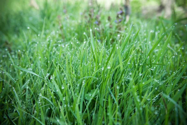 Herbe verte fraîche avec gouttes de rosée — Photo