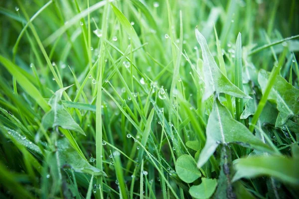 Herbe verte fraîche avec gouttes de rosée — Photo