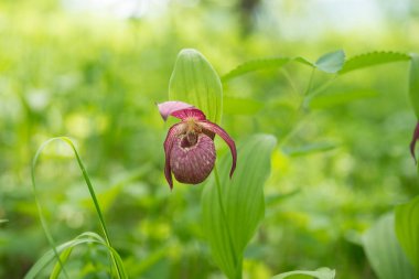 Nadir türlerin yabani orkide grandiflora Lady's terlik (Cypripedium macranthos) doğal bir ortamda yeşil bir arka plan.