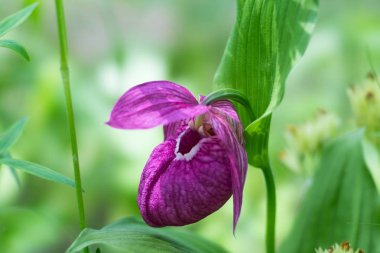 Nadir bir tür yabani büyük çiçekli orkide 