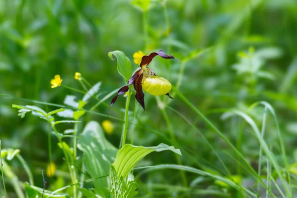 Specieswild Orchid Lady Slipper Real Cypripedium Calceolus Prado Forestal — Foto de Stock