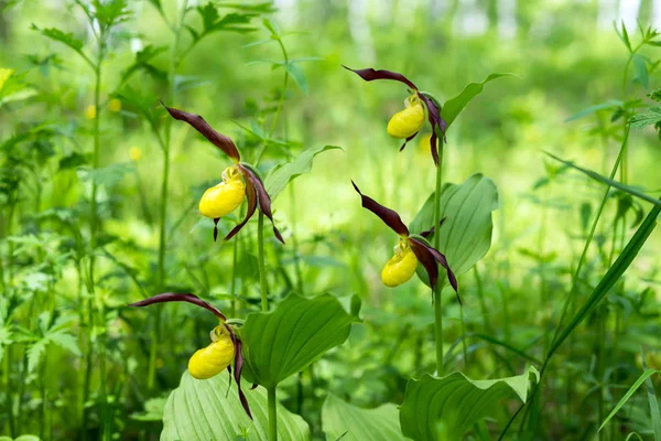 Four Rare Specieswild Orchids Lady Slipper Real Cypripedium Calceolus Forest — Stock Photo, Image