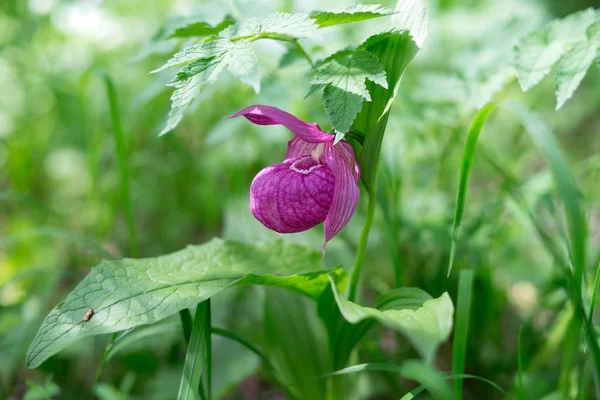 Nadir türlerin yabani orkide grandiflora Lady's terlik (Cypripedium macranthos) orman yeşil bir arka plan.