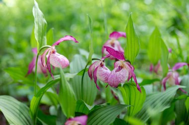 Nadir türlerin yabani orkide grandiflora Lady's terlik (Cypripedium ventricosum) arka planı yeşil çimen Grup.