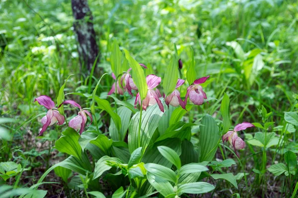 Nadir specieswild orkide grandiflora Lady's terlik (Cypripedium ventricosum) orman Bush.