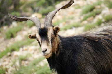 Doğal bir arka plan üzerinde siyah boynuzlu keçi portresi.