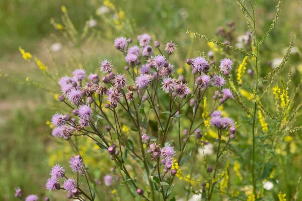 Pembe sows (Cirsium arvense) doğal bir ortamda, kır çiçekleri arasında bir çiçekli çalı.