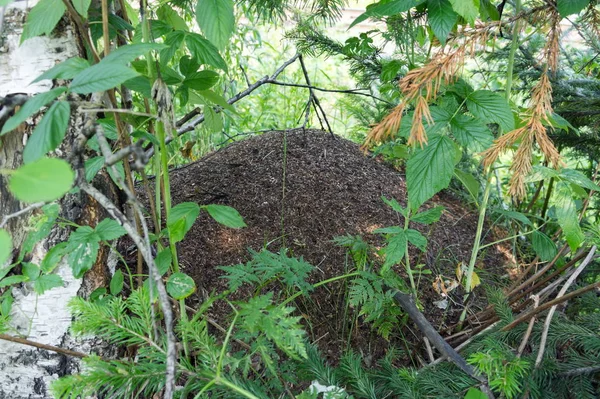 Gran Colina Hormigas Enclavada Entre Follaje Bosque Verano — Foto de Stock