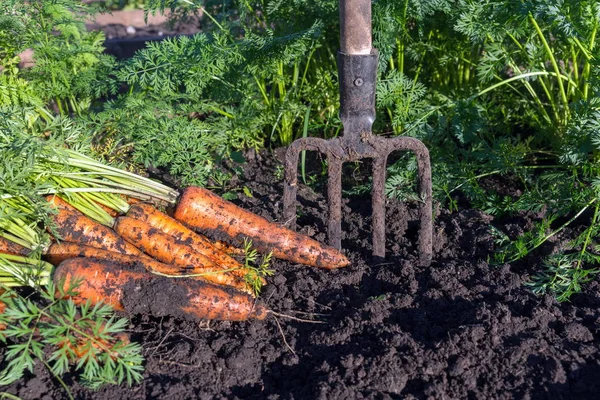 Cenouras Frescas Escavadas Por Garfos Jardim Estão Uma Cama Jardim — Fotografia de Stock