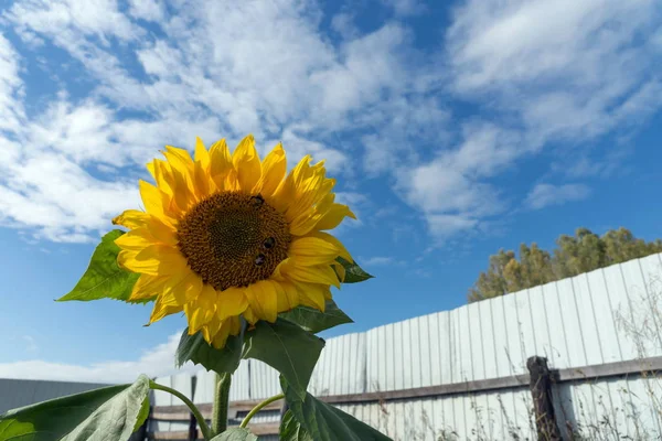 Common sunflower blossoms in the kitchen garden on the background of the fence in a sunny day.