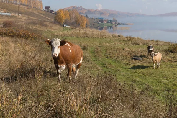 A cow rises on a hill from the shore of the Great Lake on the background of the village on an autumn morning.