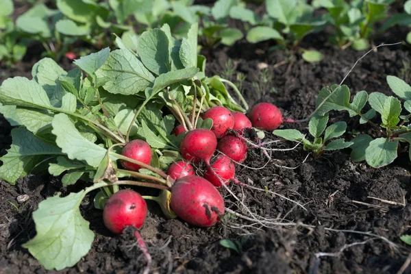 Frischer Kleiner Rettich Liegt Frisch Gepflückt Auf Dem Beet Garten — Stockfoto