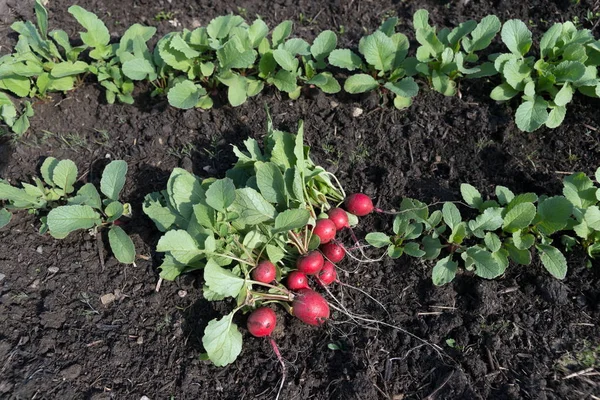 Temprano Pequeño Rábano Encuentra Cama Del Jardín Jardín Acaba Recoger — Foto de Stock