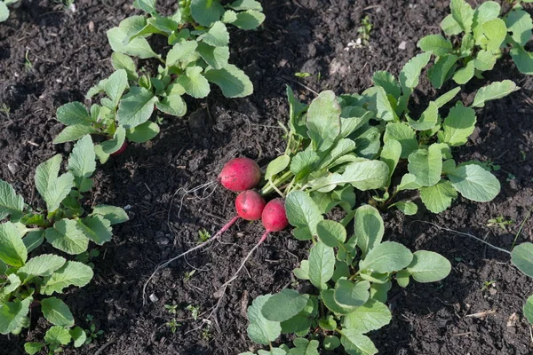 Temprano Pequeño Rábano Encuentra Lecho Jardín Entre Los Rábanos Crecimiento — Foto de Stock