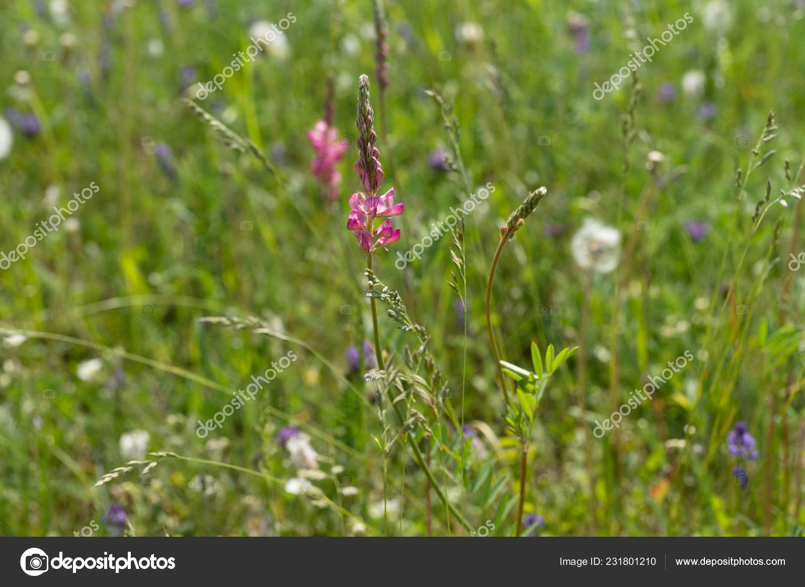 Meadow Flower Sainfoin Onobrychis Viciifolia Grows Field Green Background Miscellaneous Stock Photo C Papava 231801210