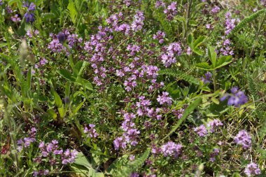 Tıbbi çalı kekik bitki (Thymus serpyllum) sürünen bir yeşil çayır üzerinde yaz aylarında yetişir..