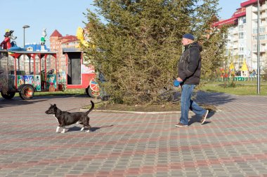 Krasnoyarsk, Rf-26 Ekim 2018: Geçmiş yürüdü pet city park Krasnoyarsk kentin konut arka planı olan bir ağaç bir adam girer. Krasnoyarsk Bölgesi. Rusya.