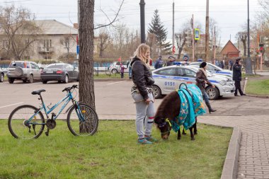 Krasnoyarsk, Rf - 9 Mayıs 2018: Kahverengi midilli kız ve görev polis arabaları arka plan üzerinde bisiklet yanında yeşil çimenlerin üzerinde zafer gün ikinci Dünya Savaşı kutlamaları sırasında grazes. Krasnoyarsk. Krasnoyarsk Bölgesi. Rusya.