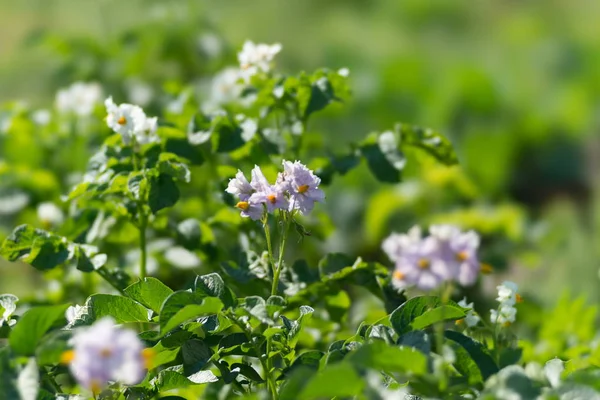 Potatoes are blooming with purple flowers during the growing season on a sunny summer day.