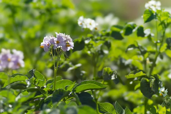 Potatoes are blooming with purple flowers during the growing season on the potato field.