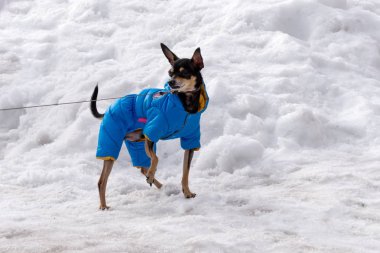 Yakınındaki bir rüzgârla oluşan kar yığını onun ayak yetiştirme, karda sıcak mavi tulum içinde küçük bir evcil köpek donuyor.
