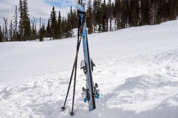 İğne yapraklı orman arka planı beyaz bir rüzgârla oluşan kar yığını tribünde sopa ile alp disiplini.