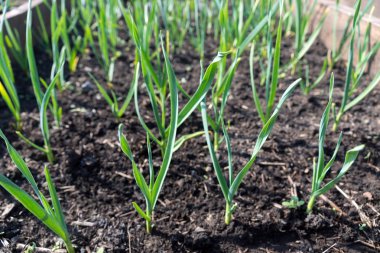 Sürgünler Bahçe, erken yaz aylarında kış sarımsak sebze yatak.